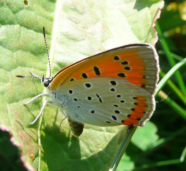 Lycaena dispar - femmina in deposizione